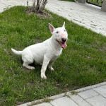 Messi Miniature Bull Terrier