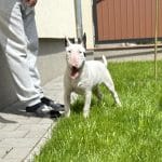 Shane Miniature Bull Terrier