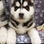 Ikuma-male-siberian-husky-puppy-for-sale-01