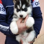 Ikuma-male-siberian-husky-puppy-for-sale-02