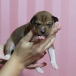 Kane-male-basenji-puppy-for-sale02