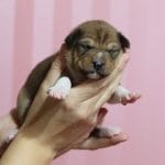 Kane-male-basenji-puppy-for-sale03