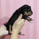 Kate-female-basenji-puppy-for-sale01