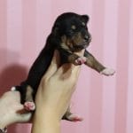 Kate-female-basenji-puppy-for-sale02