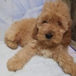 Norah-female-cockapoo-puppy-for-sale01