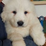 Basko-male-great-pyrenees-puppy-for-sale01