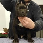 Duncan-male-cane-corso-puppy-for-sale01