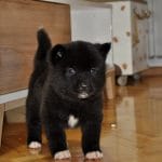 Lancelot-male-american-akita-puppy-for-sale02