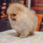 Skye-Female-Pomeranian-for-sale-1