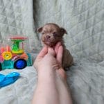 Zack-male-Chihuahua-puppy-for-sale-1
