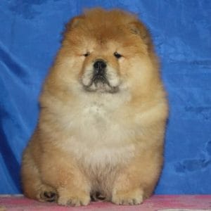 Chandy Chow-Chow