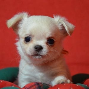 Jalk Chihuahua