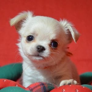 Jalk Chihuahua