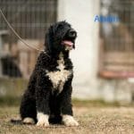Aladin-male-barbet-dog-and-puppy-for-sale-01