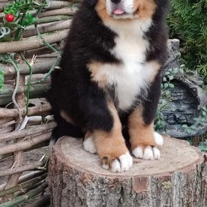 Asco Bernese Mountain Dog