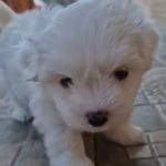 Cece-female-coton-de-tulear-puppy-for-sale-02