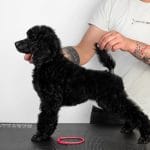 Chenna-female-standard-poodle-puppy-for-sale-01