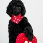 Chenna-female-standard-poodle-puppy-for-sale-03