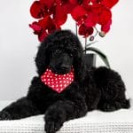 Chenna-female-standard-poodle-puppy-for-sale-04