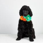 Connie-female-standard-poodle-puppy-for-sale01