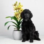 Connie-female-standard-poodle-puppy-for-sale02