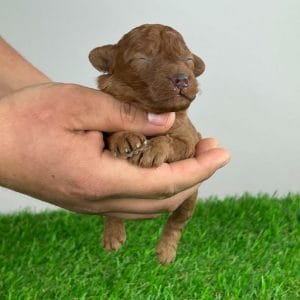 Dakota Miniature Poodle