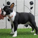Frenja-female-boston-terrier-puppy-for-sale04