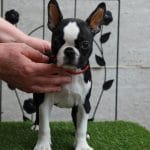 Frida-female-boston-terrier-puppy-for-sale03