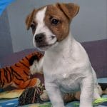 Jayda Jack Russell Terrier