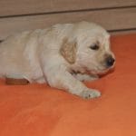 Kevin-male-golden-retriever-puppy-for-sale01