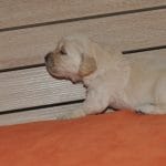 Kevin-male-golden-retriever-puppy-for-sale04