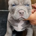 Neal-male-American Bully-puppy-for sale- (2)