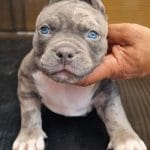Nonna-female-American Bully-puppy-for sale- (3)