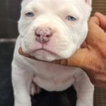 Nora-female-American Bully-puppy-for sale- (3)