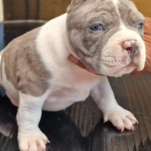 Nord American Bully