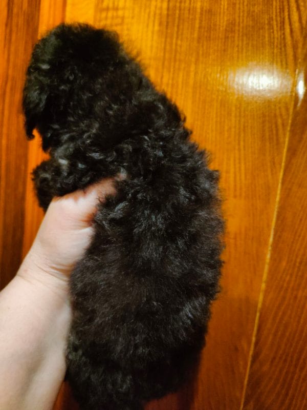 Milo Toy Poodle