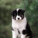 Angel-female-Yakutian-Laika-puppy-for-sale-1