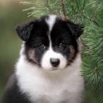 Angel-female-Yakutian-Laika-puppy-for-sale-2