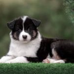 Angel-female-Yakutian-Laika-puppy-for-sale-5