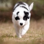 Atlas-male-Yakutian-Laika-puppy-for-sale-1