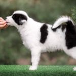 Atlas-male-Yakutian-Laika-puppy-for-sale-4