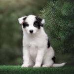 Atlas-male-Yakutian-Laika-puppy-for-sale-5