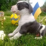 Best Fakir American Staffordshire Terrier