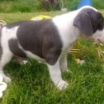 Best-Rowdy-male-American-Staffordshire-Terrier-puppy-for sale-3