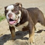 Doris-female-English-Bulldogpuppy-for-sale-2