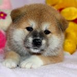 FUKUJI-male-Akita-puppy-for-sale-2