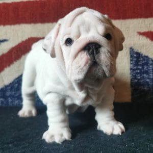 Fiona English Bulldog