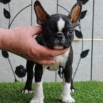 Flash-male-boston-terrier-puppy-for-sale03