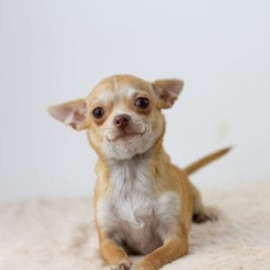 Halsey Chihuahua