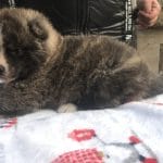 Jolly-male-akita-puppy-for-sale04